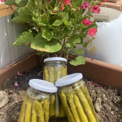 500 CC Kuşkonmaz Konserve