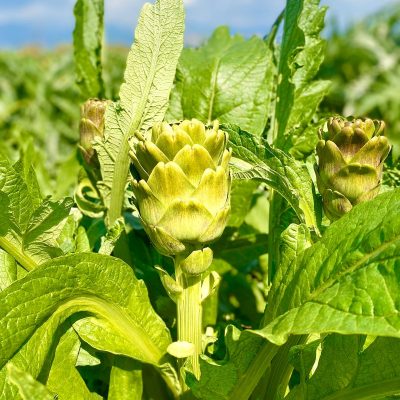 25 Adet Dalından Dolmalık + Kalp + Bebek