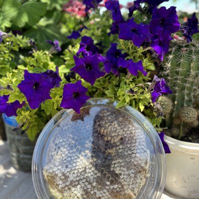 1 Kg Karakovan Balı